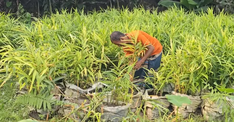 বস্তায় আদা চাষ করছেন